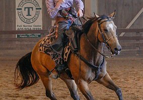 Quarter Horse (Quarter Horse, Gelding) in Marlborough, MA