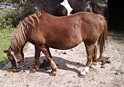 Other - Horse for Sale in Freedom, NY 14065 Other - Horse for Sale in Freedom, NY 14065