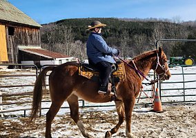 Appaloosa (Appaloosa, Mare) in New Berlin, NY