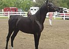 Arabian Stallion for Sale in Bloomfield, Iowa Arabian Stallion for Sale in Bloomfield, Iowa