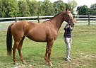 Thoroughbred Mare for Sale in Westby, Wisconsin Thoroughbred Mare for Sale in Westby, Wisconsin