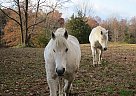 Percheron Gelding for Sale in Red Hook, New York Percheron Gelding for Sale in Red Hook, New York