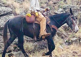 Mule (Mule, Gelding) in Stinnett, TX