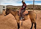 Quarter Horse - Horse for Sale in Anton Chico, NM 87711