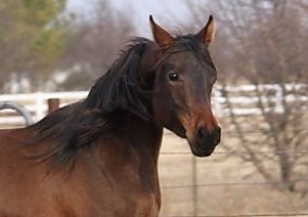 Black Bay Exceptional Mare Show, Pleasur Arabian Mare