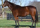 Thoroughbred - Horse for Sale in Georgetown, KY 40324 Thoroughbred - Horse for Sale in Georgetown, KY 40324