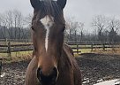 Thoroughbred Mare for Sale in Hillsborough, New Jersey Thoroughbred Mare for Sale in Hillsborough, New Jersey