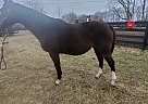 Thoroughbred - Horse for Sale in Georgetown, KY 40324 Thoroughbred - Horse for Sale in Georgetown, KY 40324