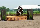 Pinto - Horse for Sale in Chesterland, OH 44026 Pinto - Horse for Sale in Chesterland, OH 44026