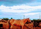 Palomina - Gelding in Tonopah, AZ Palomina - Gelding in Tonopah, AZ