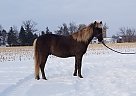 Rocky Mountain Gelding for Sale in St Croix falls, Wisconsin Rocky Mountain Gelding for Sale in St Croix falls, Wisconsin