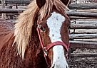 Pony - Horse for Sale in Toppenish, WA 98948 Pony - Horse for Sale in Toppenish, WA 98948