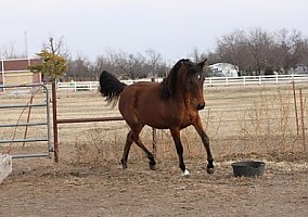 Great Reining Prospect, Show & Companion Arabian Mare
