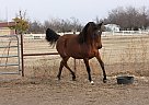 Arabian - Horse for Sale in Collinsville, OK 74021
