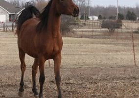 Arabian (Arabian, Mare) in Collinsville, OK