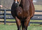 Thoroughbred - Horse for Sale in Georgetown, KY 40324 Thoroughbred - Horse for Sale in Georgetown, KY 40324