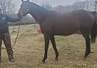 GhostlyDirection - Mare in Georgetown, KY
