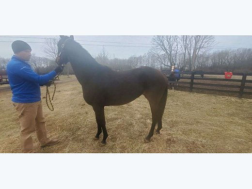 Maiden Bernardini Mare