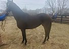 Thoroughbred - Horse for Sale in Georgetown, KY 40324 Thoroughbred - Horse for Sale in Georgetown, KY 40324