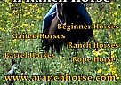 Quarter Horse Stallion for Sale in Trinity, Texas Quarter Horse Stallion for Sale in Trinity, Texas