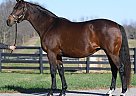 Thoroughbred - Horse for Sale in Georgetown, KY 40324 Thoroughbred - Horse for Sale in Georgetown, KY 40324