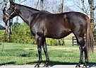 Thoroughbred - Horse for Sale in Georgetown, KY 40324 Thoroughbred - Horse for Sale in Georgetown, KY 40324
