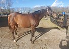 Thoroughbred - Horse for Sale in Georgetown, KY 40324