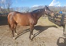 Thoroughbred - Horse for Sale in Georgetown, KY 40324 Thoroughbred - Horse for Sale in Georgetown, KY 40324