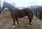 Thoroughbred - Horse for Sale in Georgetown, KY 40324 Thoroughbred - Horse for Sale in Georgetown, KY 40324