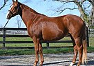 Thoroughbred - Horse for Sale in Georgetown, KY 40324 Thoroughbred - Horse for Sale in Georgetown, KY 40324