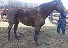 Thoroughbred - Horse for Sale in Georgetown, KY 40324 Thoroughbred - Horse for Sale in Georgetown, KY 40324