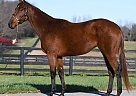 Thoroughbred - Horse for Sale in Georgetown, KY 40324 Thoroughbred - Horse for Sale in Georgetown, KY 40324