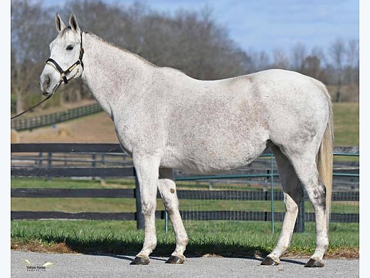Purim Mare In Foal