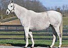 Silver Holiday - Mare in Georgetown, KY