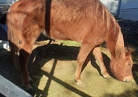 Quarter Horse (Quarter Horse, Mare) in Littlerock, CA