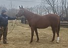 Thoroughbred - Horse for Sale in Georgetown, KY 40324 Thoroughbred - Horse for Sale in Georgetown, KY 40324