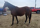 Thoroughbred - Horse for Sale in Georgetown, KY 40324 Thoroughbred - Horse for Sale in Georgetown, KY 40324