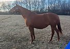 Thoroughbred - Horse for Sale in Georgetown, KY 40324 Thoroughbred - Horse for Sale in Georgetown, KY 40324