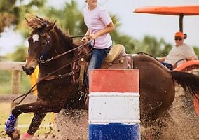 Quarter Horse (Quarter Horse, Gelding) in Fort Pierce, FL