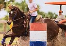 Quarter Horse - Horse for Sale in Fort Pierce, FL 34945
