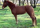 Tennessee Walking Mare for Sale in Somerset, California Tennessee Walking Mare for Sale in Somerset, California