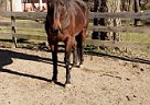 Brava Genius Thoroughbred Mare