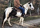 Paint Pony - Horse for Sale in Denver, NC 28037