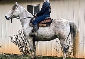 Tennessee Walking (Tennessee Walking, Gelding) in Denver, NC