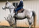 Tennessee Walking - Horse for Sale in Denver, NC 28037