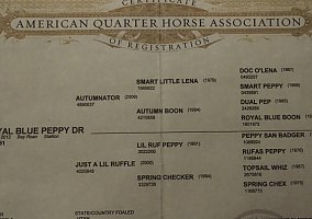 Quarter Horse (Quarter Horse, Stallion) in Somerville, TN