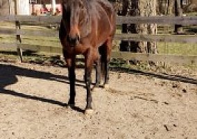 Thoroughbred (Thoroughbred, Mare) in Waynesville, OH