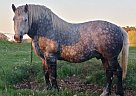 Percheron - Horse for Sale in Finlayson, MN 55735