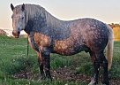 Percheron - Horse for Sale in Finlayson, MN 55735 Percheron - Horse for Sale in Finlayson, MN 55735