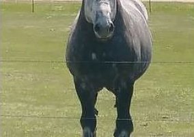 Draft (Percheron, Belgian, Clydesdale, Shire) (Draft (Percheron, Belgian, Clydesdale, Shire), Stallion) in Finlayson, MN